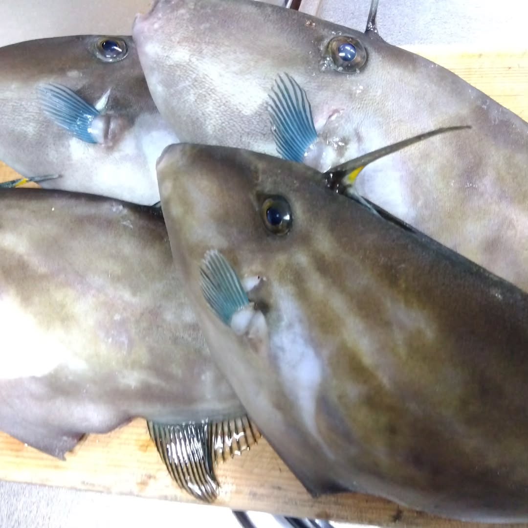本日は釣りに行きましてカワハギが釣れましたので、刺し身で頂き